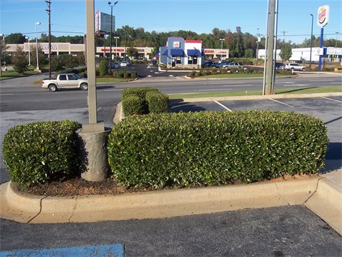 gardener-trimming-plant-garden-plants-laurens-sc