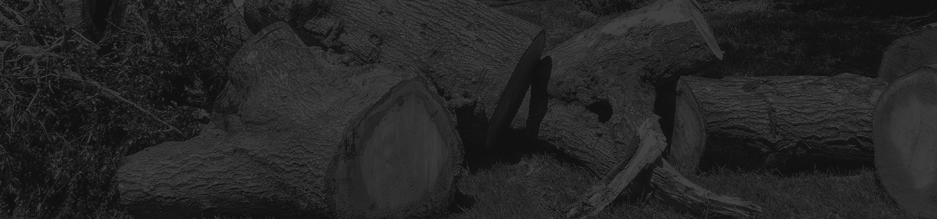 tree-removal-service-laurens-sc