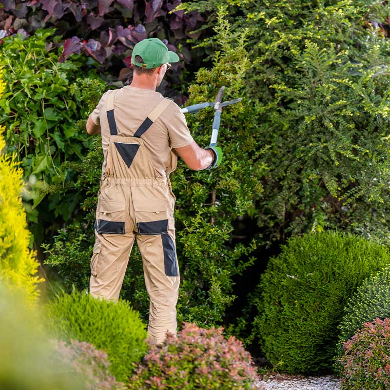 garden-worker-trimming-decorative-trees-laurens-sc