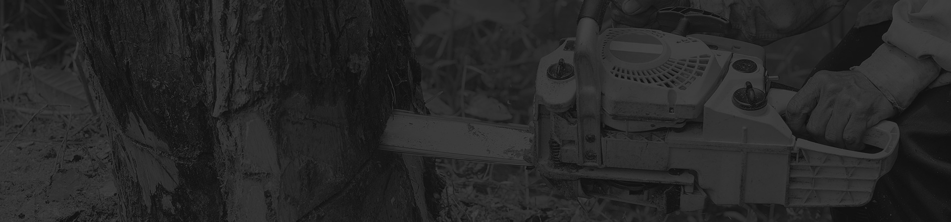 man-with-chainsaw-cutting-the-tree-cutting-residential-service-laurens-sc