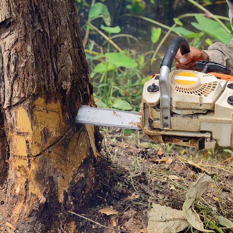 man-with-chainsaw-cutting-the-tree-laurens-sc