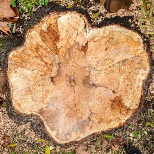 old-tree-stump-in-the-autumn-park-forest-laurens-sc