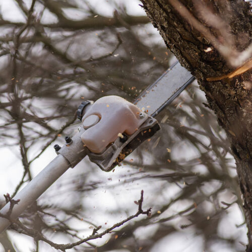 pole-saw-tree-trimming-chainsaw-cutting-tree-bra-laurens-sc