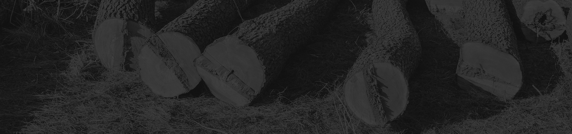 the-felled-trees-lie-on-the-ground-large-cutting-residential-service-laurens-sc