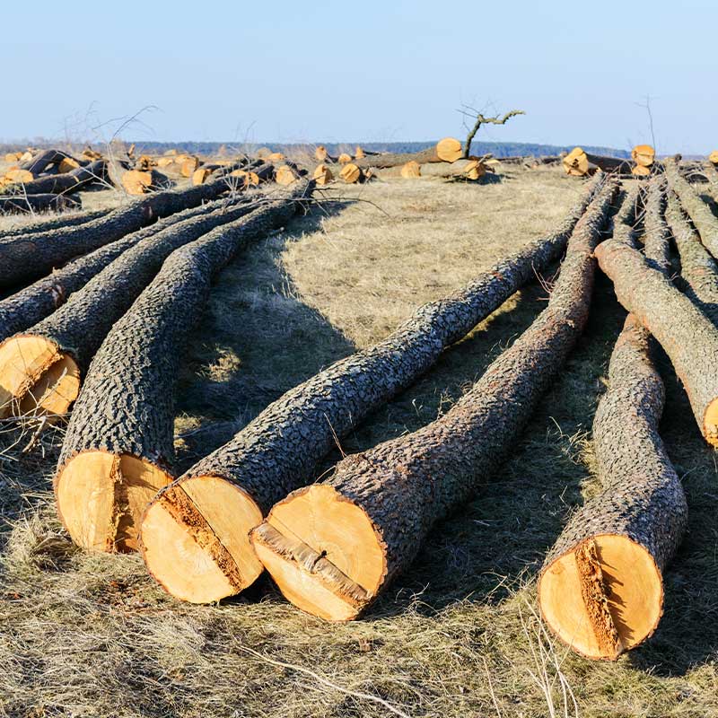 the-felled-trees-lie-on-the-ground-laurens-sc